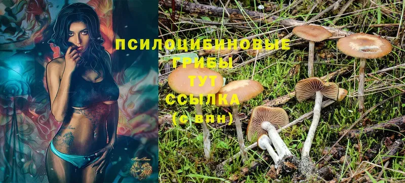 Галлюциногенные грибы Psilocybine cubensis  Почеп 